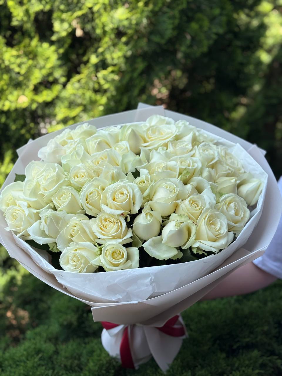51 Roses of Avalanche Variety