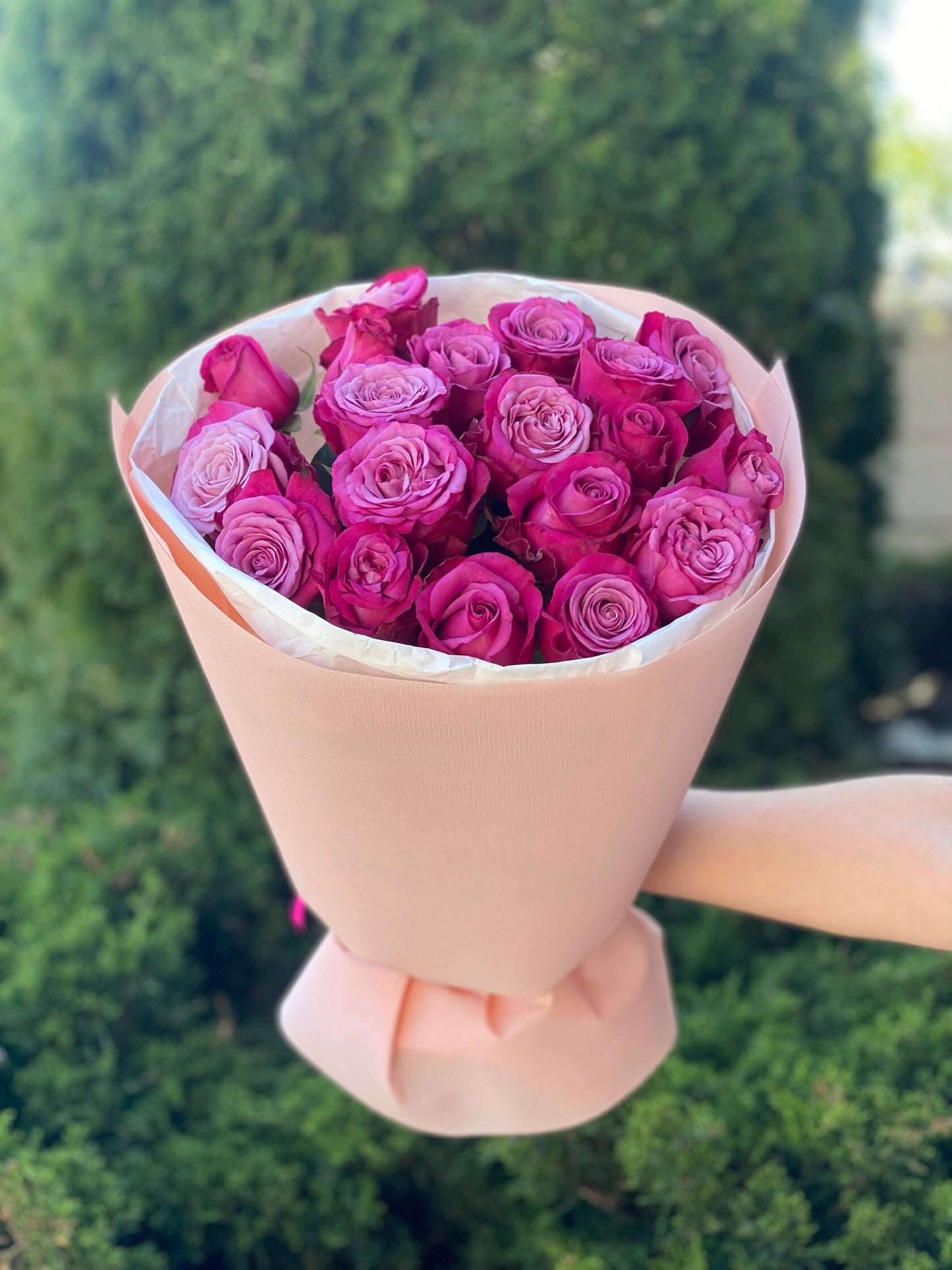 19 roses variety Prince of Persia