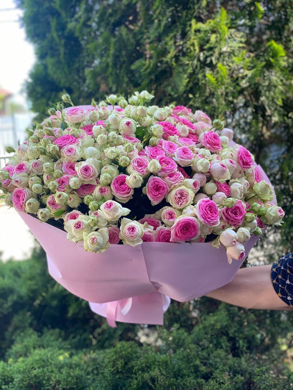 101 Peony-Shaped Roses of the Gelato Variety