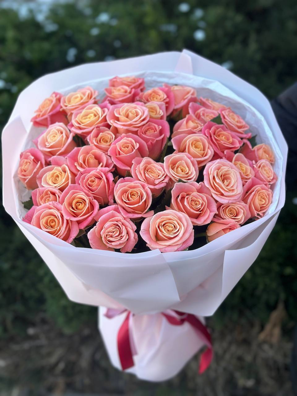 39 Roses Variety Miss Piggy
