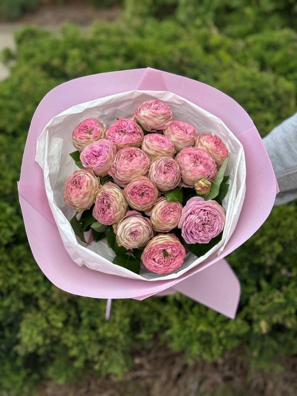 19 spray peony-shaped roses Lavender