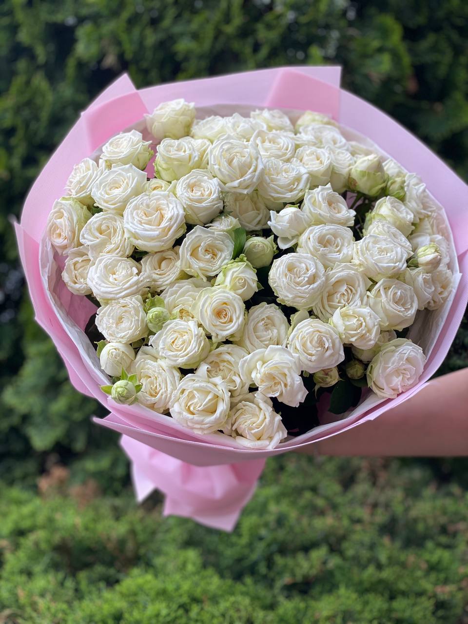 39 Spray Peony Roses Variety Miss Bombastic