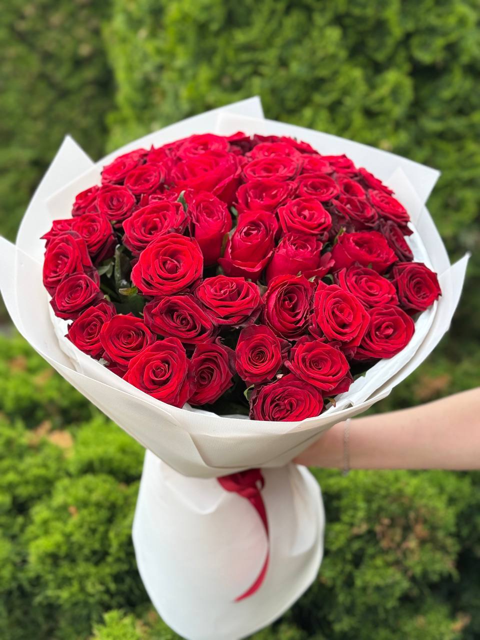 51 roses of the Red Naomi variety