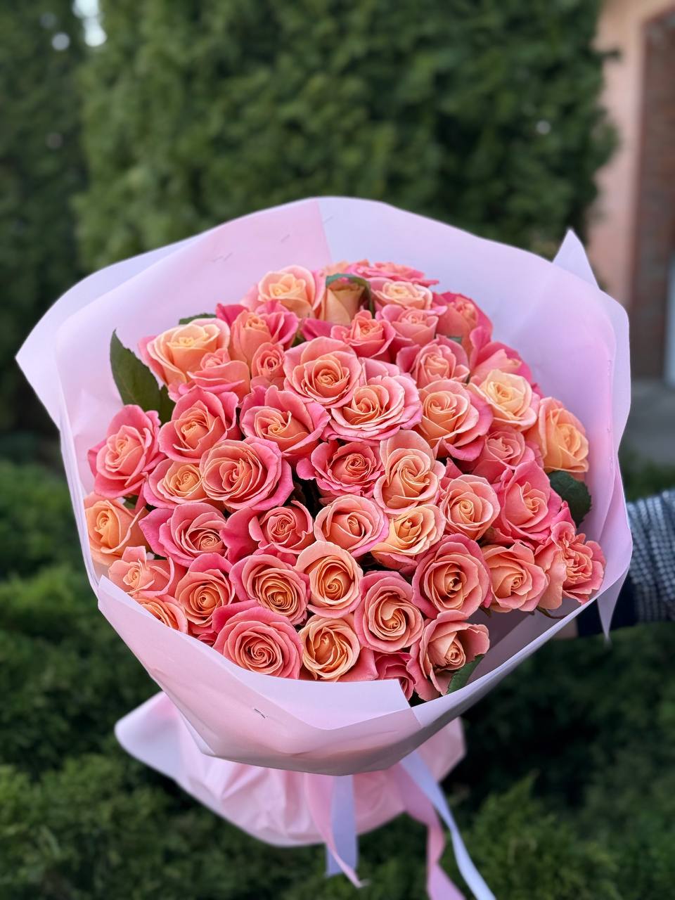 51 roses of the Miss Piggy variety