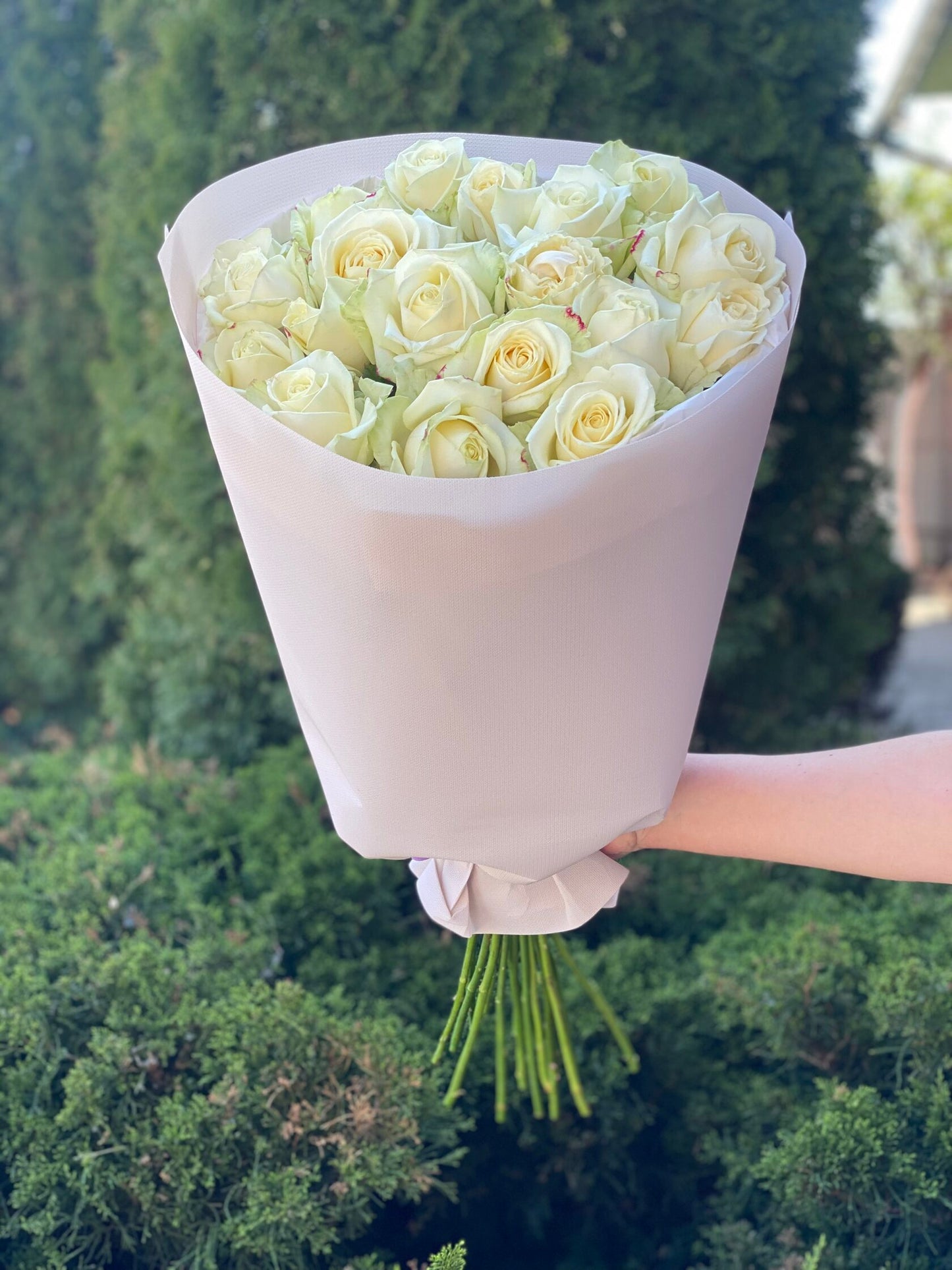 19 Roses Variety Avalanche