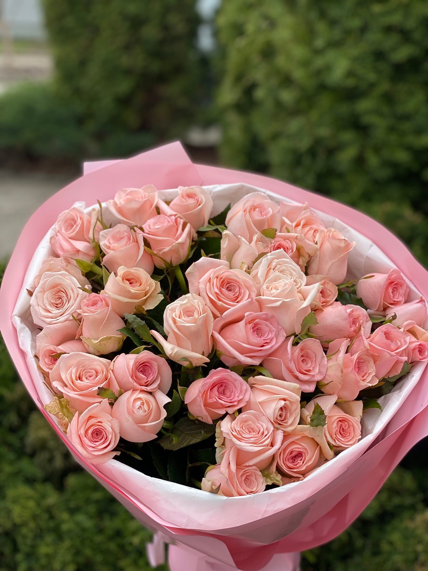 39 Roses Variety Kimberly