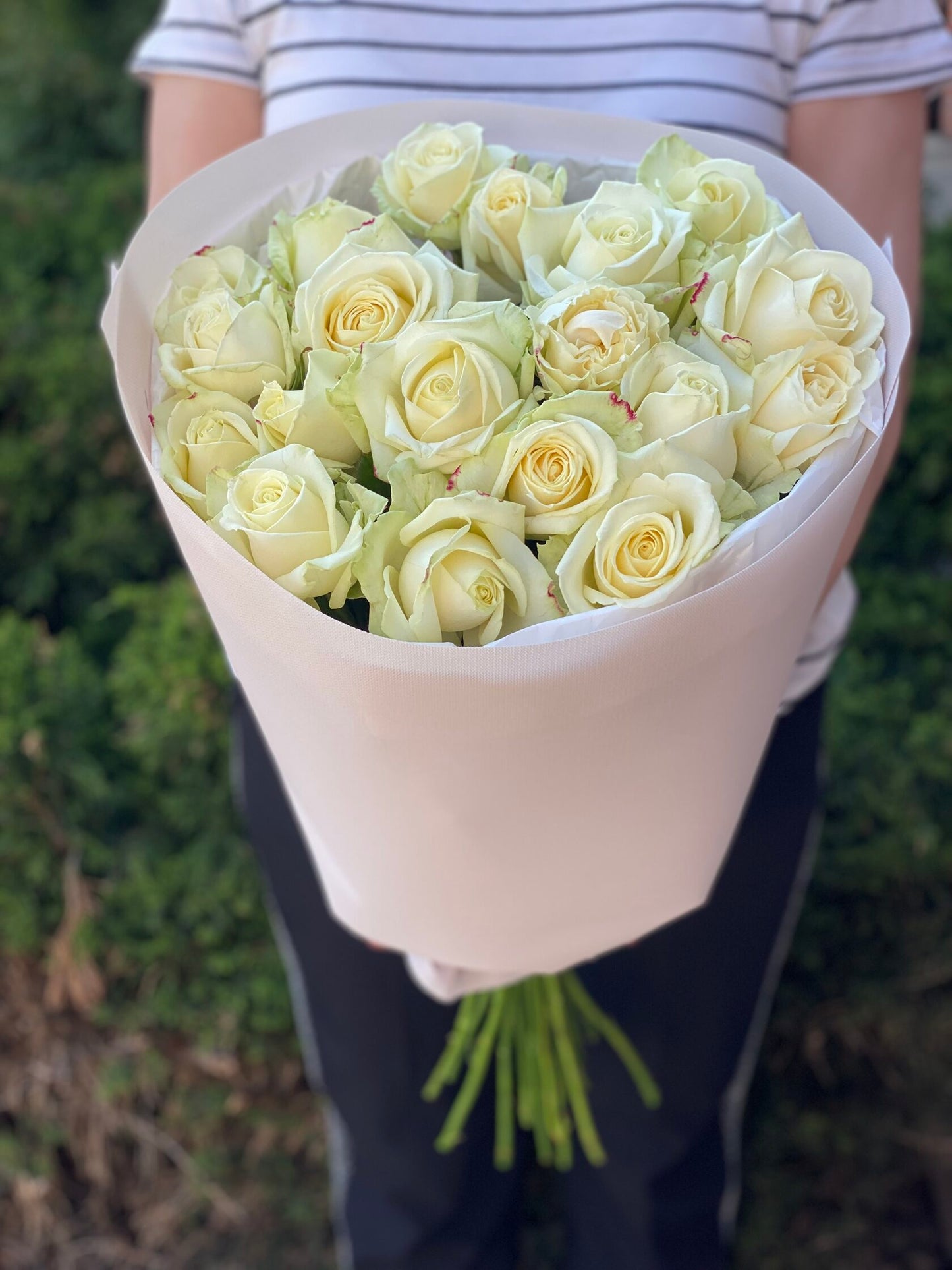 19 Roses Variety Avalanche
