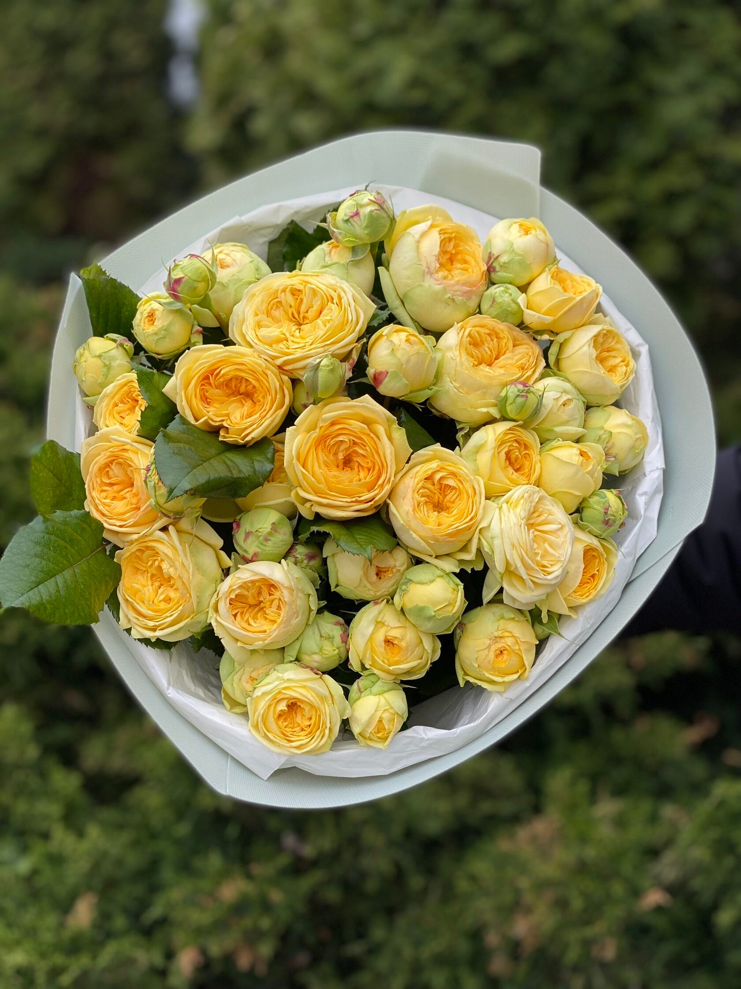 19 branched peony-like roses, Peony Bubbles variety