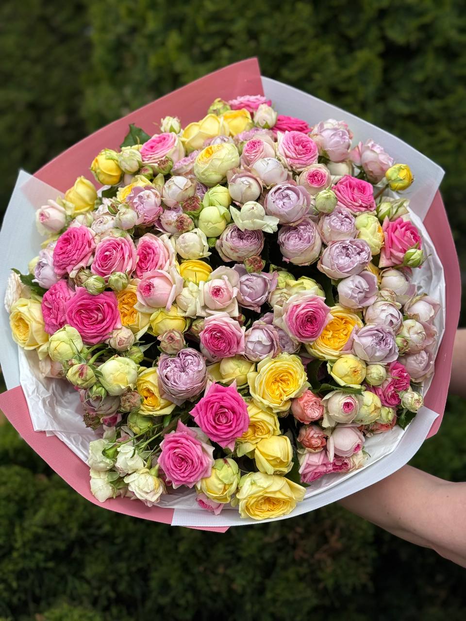 51 peony-style roses (Lavender, Gelato, Peony)
