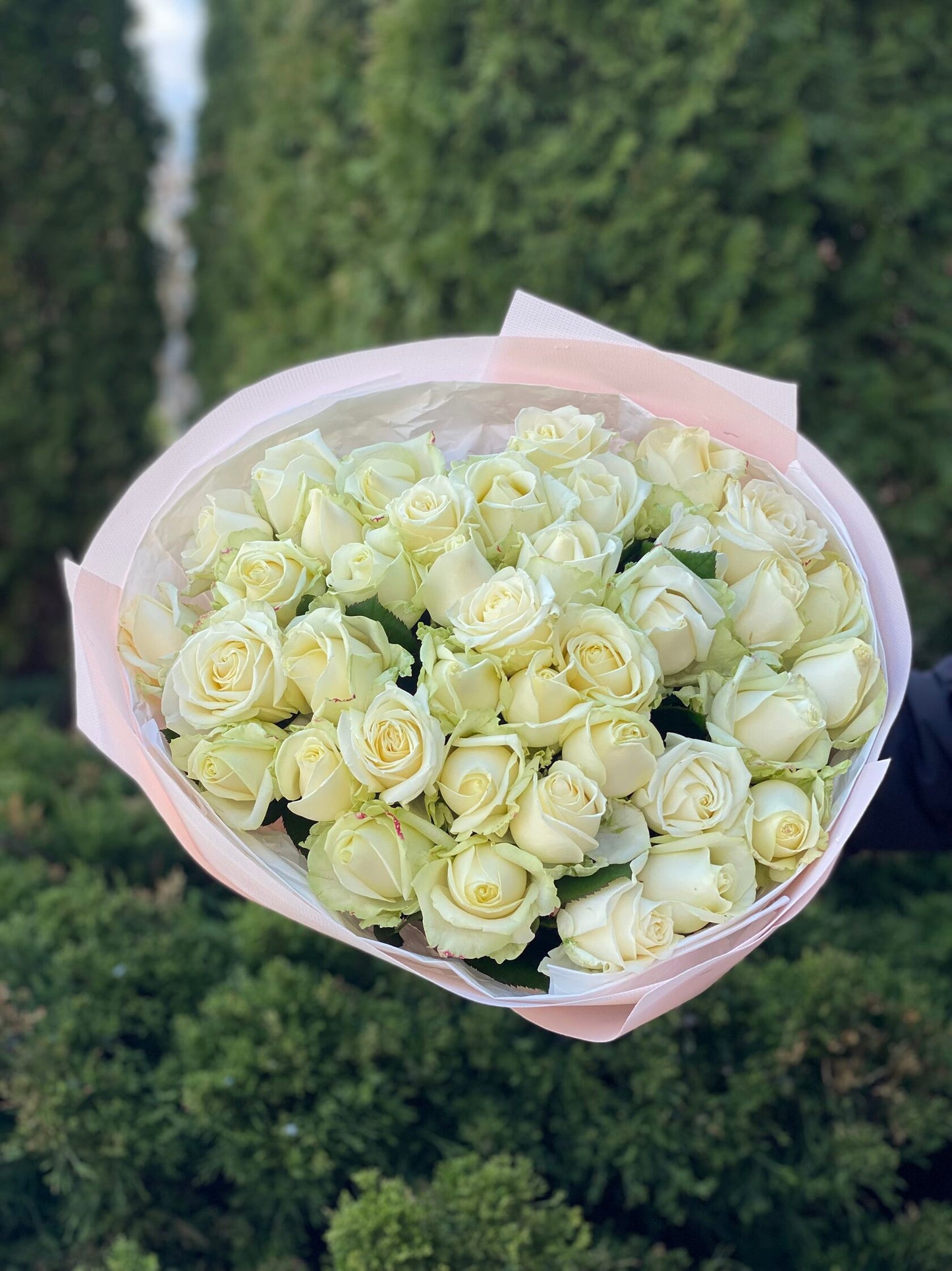 39 Roses Variety Avalanche