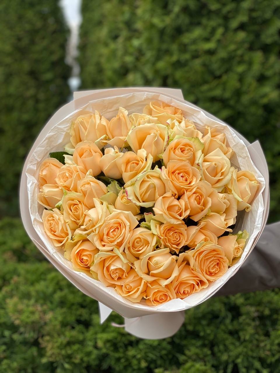39 Roses Variety Peach Avalanche