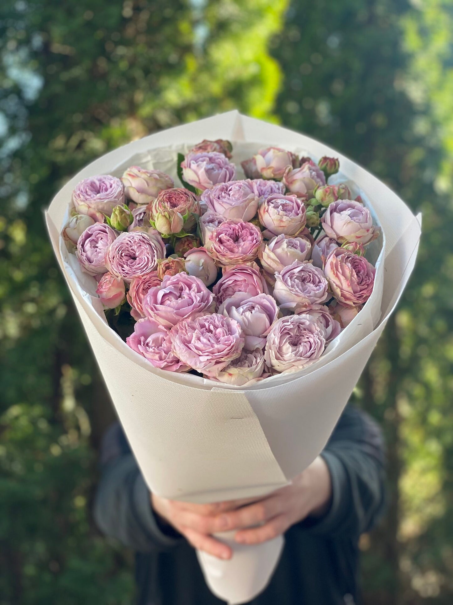 19 spray peony-shaped roses Lavender