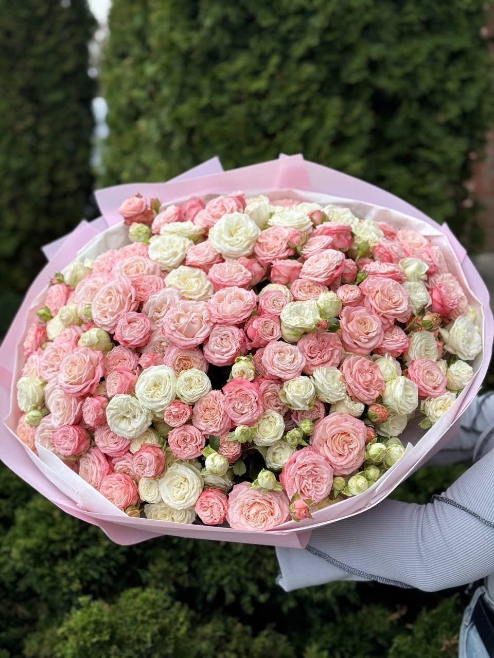 101 Peony-Shaped Roses (Miss Bombastic, Bombastic Varieties)