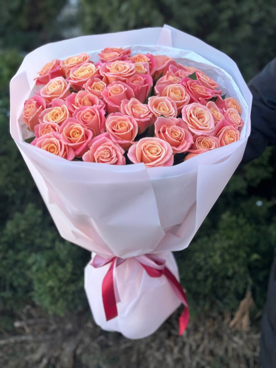 39 Roses Variety Miss Piggy