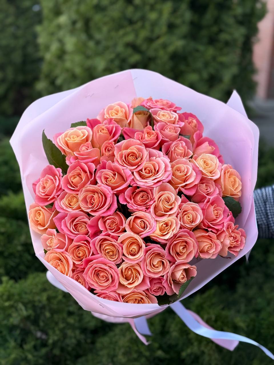 51 roses of the Miss Piggy variety