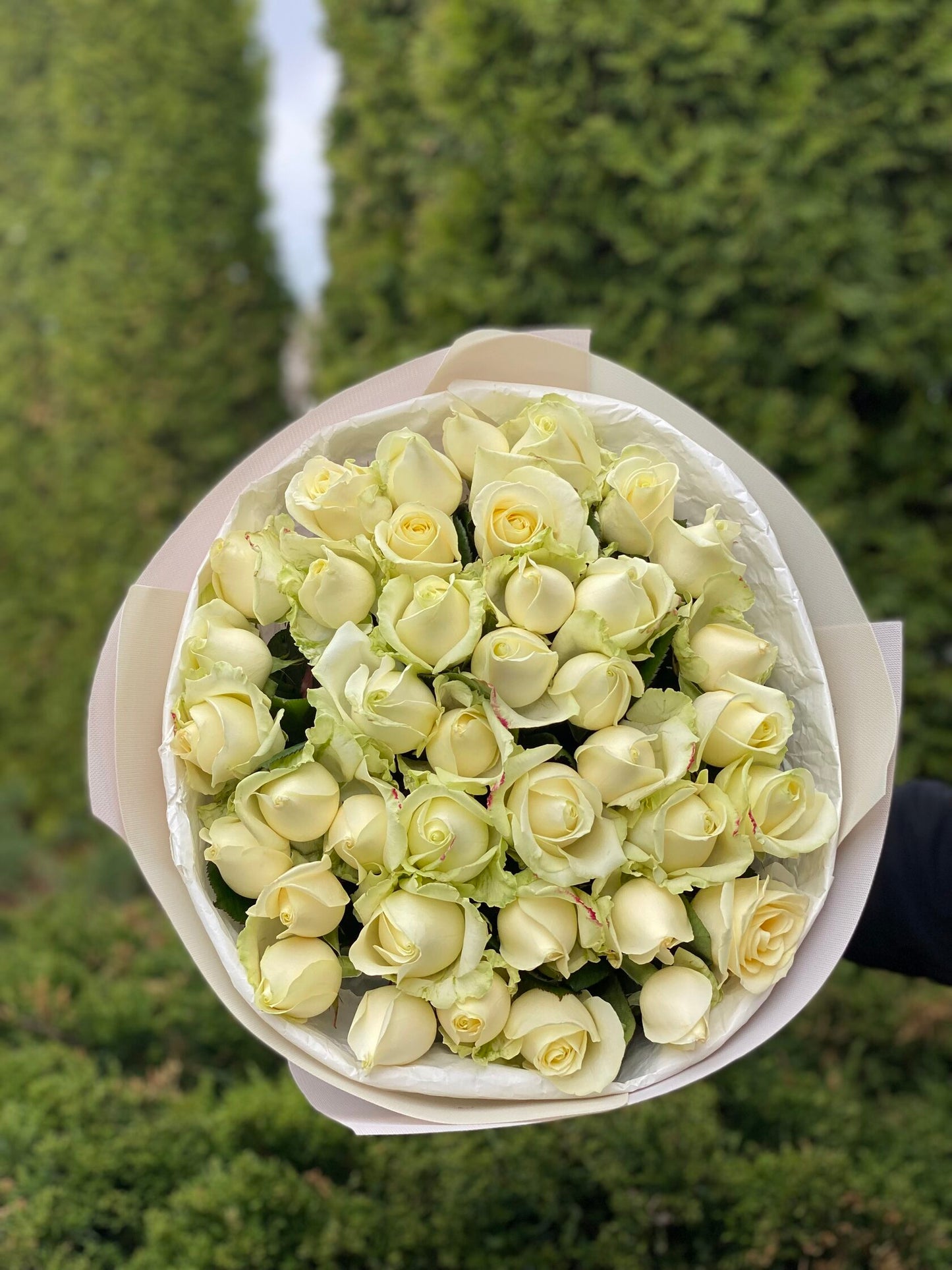 39 Roses Variety Avalanche