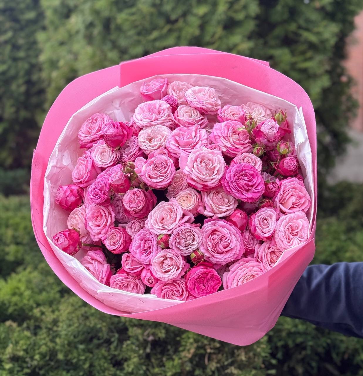 51 peony-shaped roses of the Lady Bombastic variety