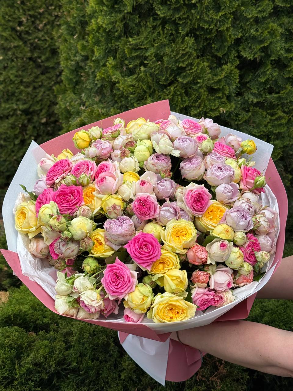 51 peony-style roses (Lavender, Gelato, Peony)