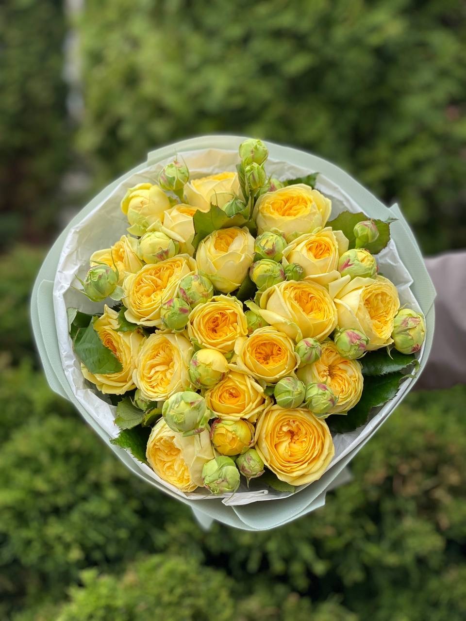 19 branched peony-like roses, Peony Bubbles variety