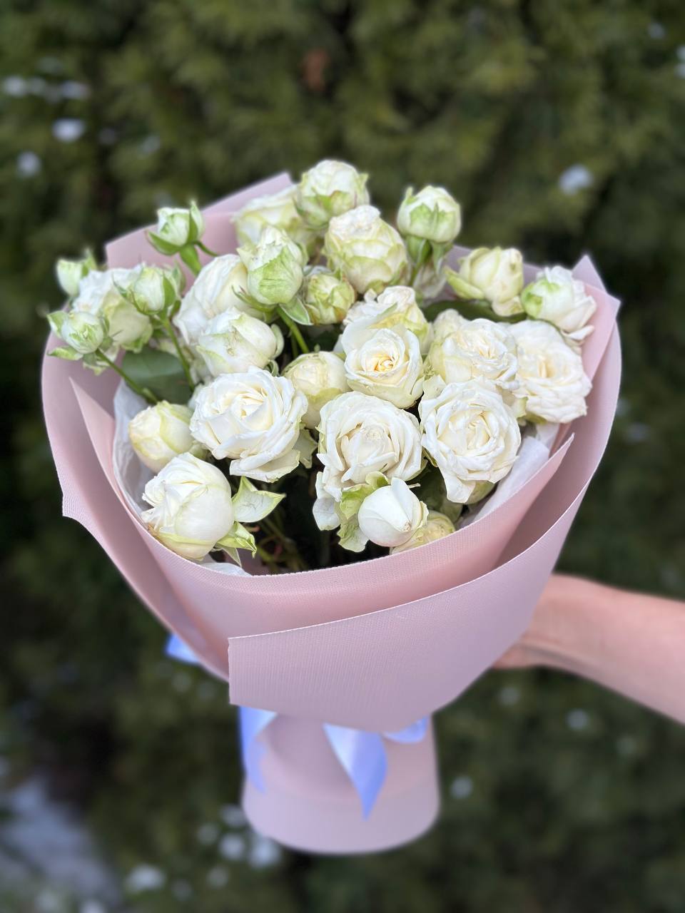 19 Spray Peony Roses Variety Miss Bombastic