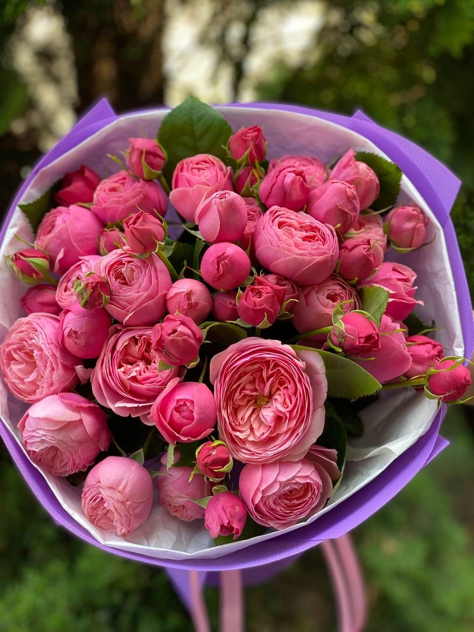 19 branchy peony roses, Lavender Light variety