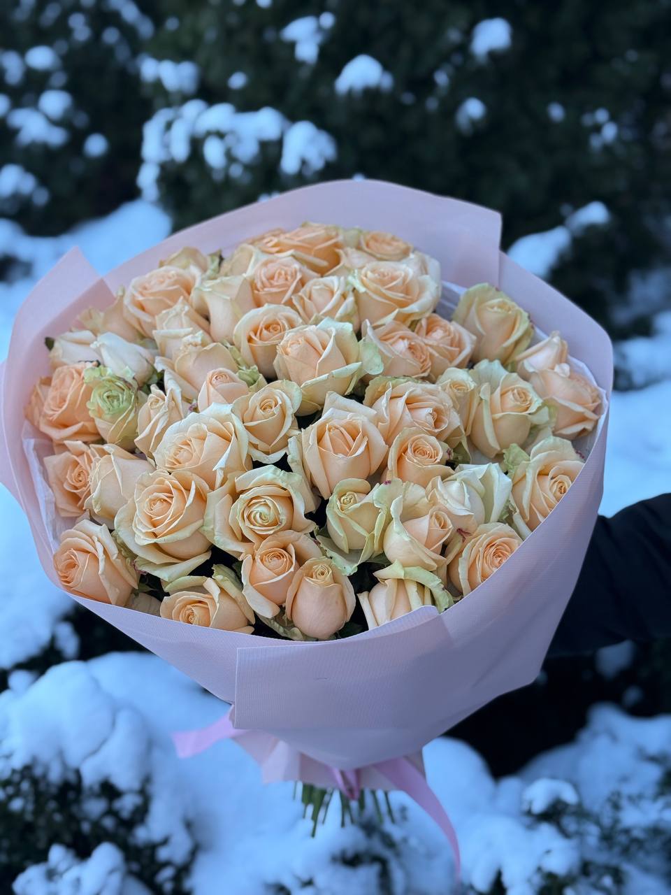 51 roses of the Peach Avalanche variety