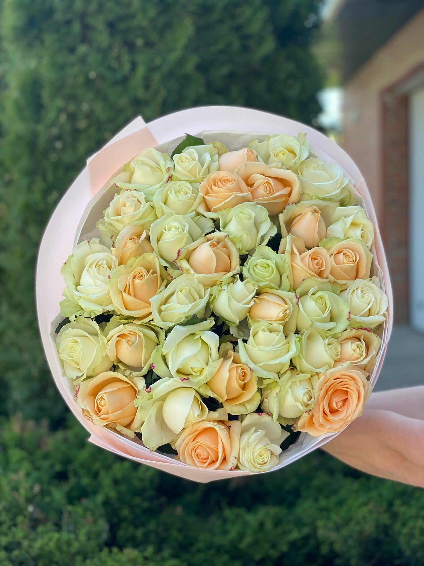 39 Roses Varieties Peach Avalanche and Avalanche