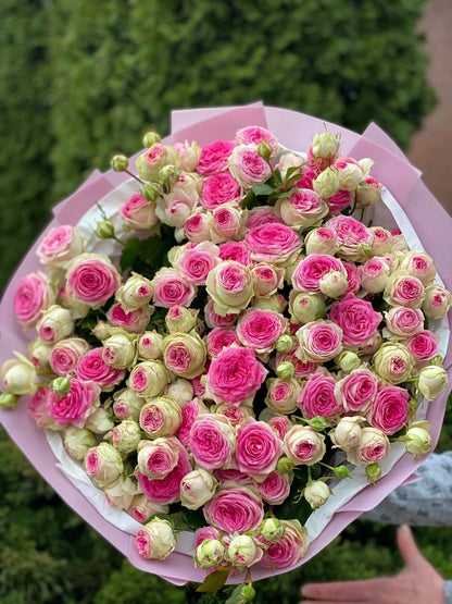39 peony roses, Gelato variety