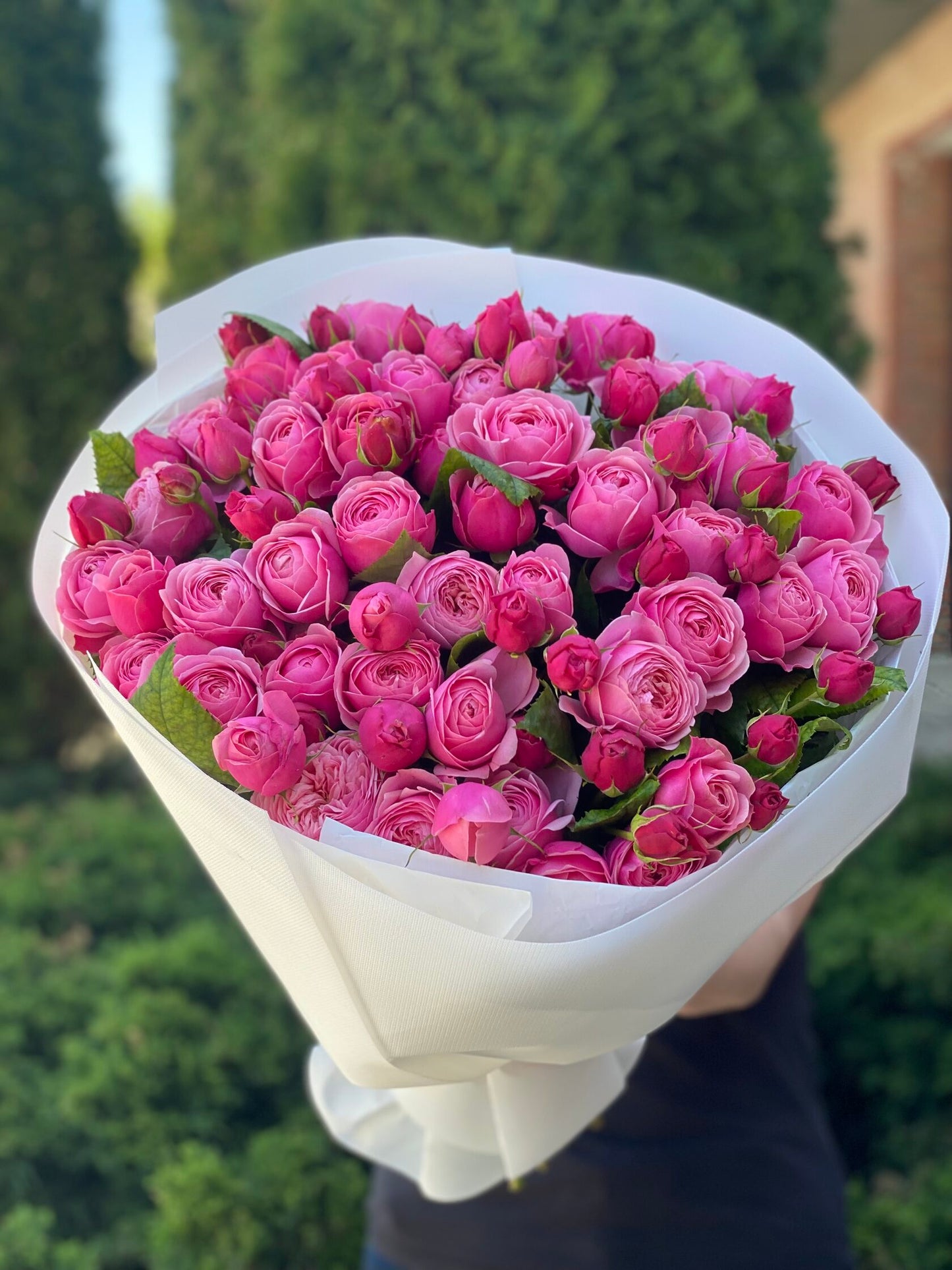 39 Peony Roses Variety Lavender Lace Light