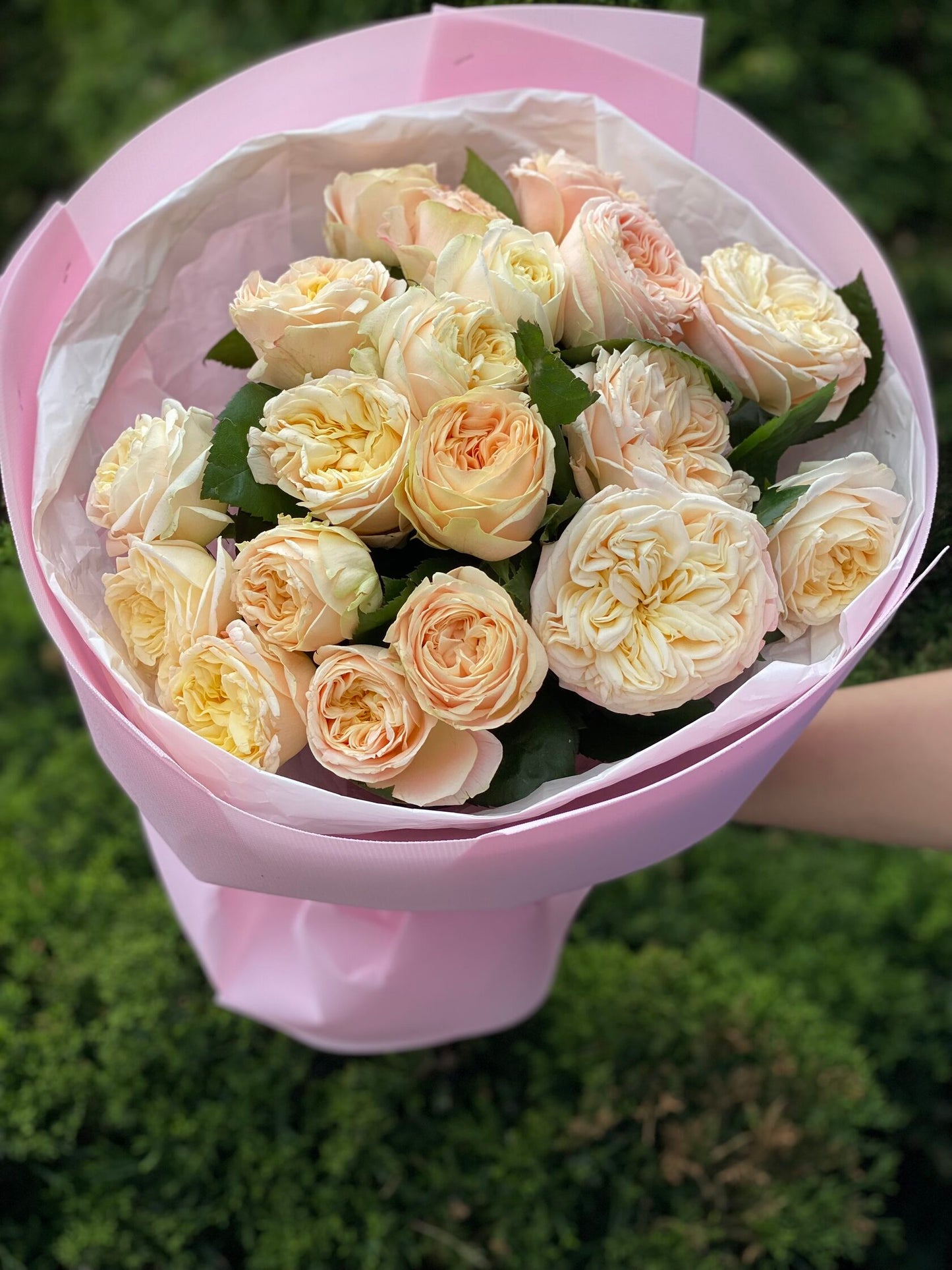 19 Roses Variety Priscilla Peony Roses