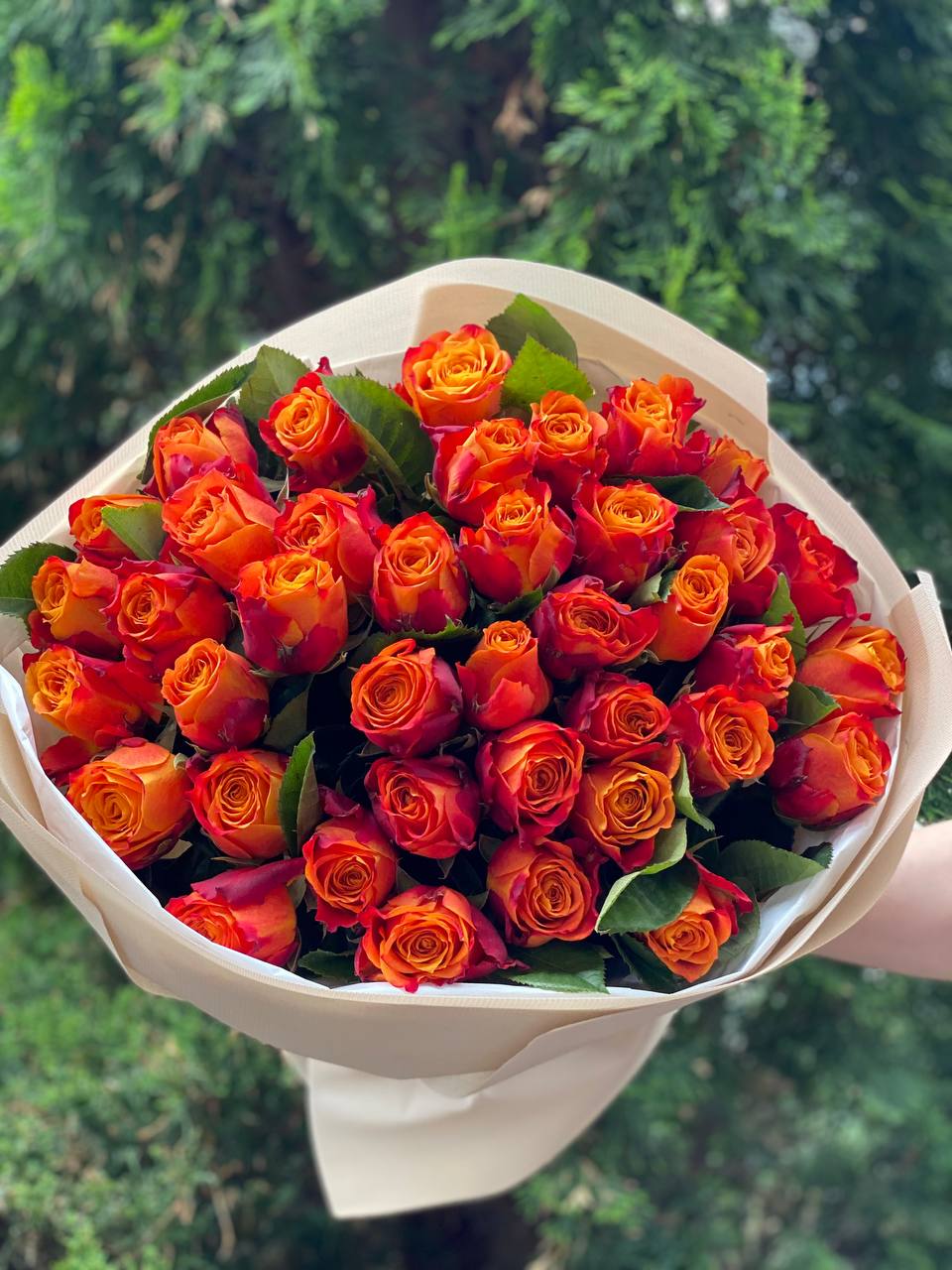 39 Roses Variety Holland Orange