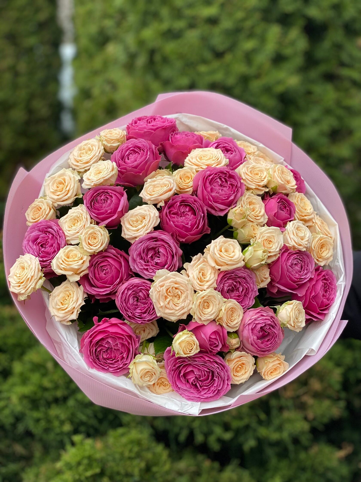 39 Peony Roses Varieties Tanja and Lavender Lace