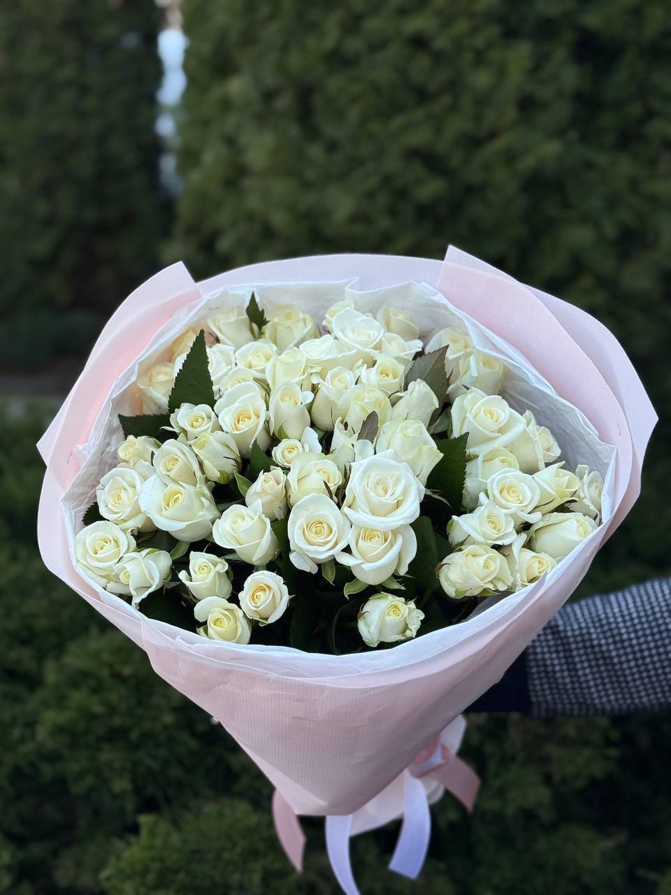 51 roses of the Beluga variety