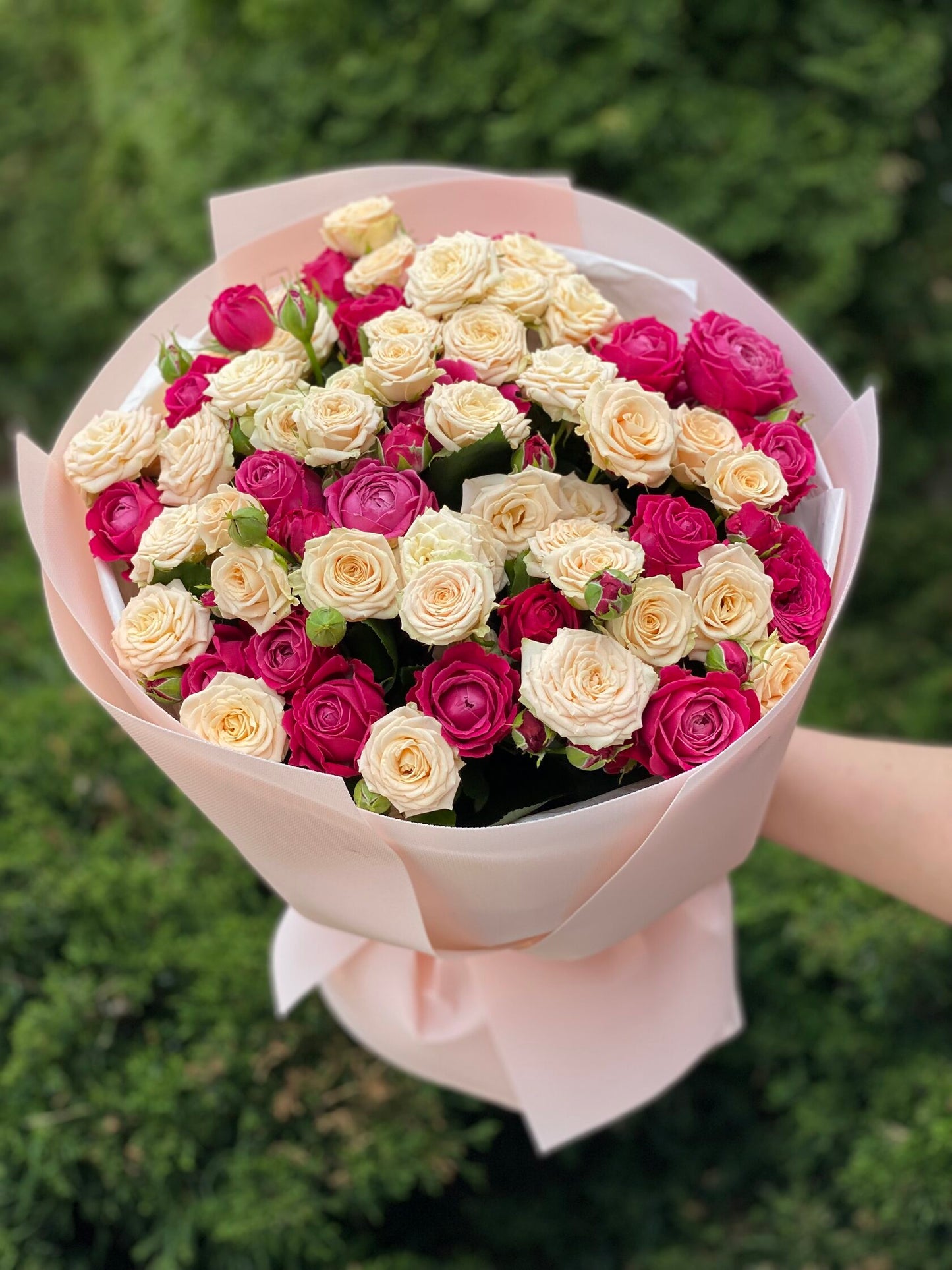 39 Peony Roses (Varieties Majestic and Tanja)