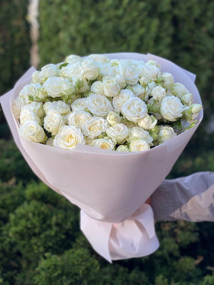 51 peony roses Miss Bombastic variety