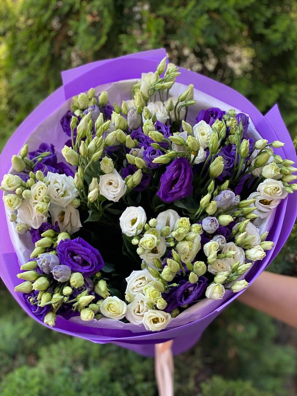Eustoma 19 stems white and purple (70 cm)