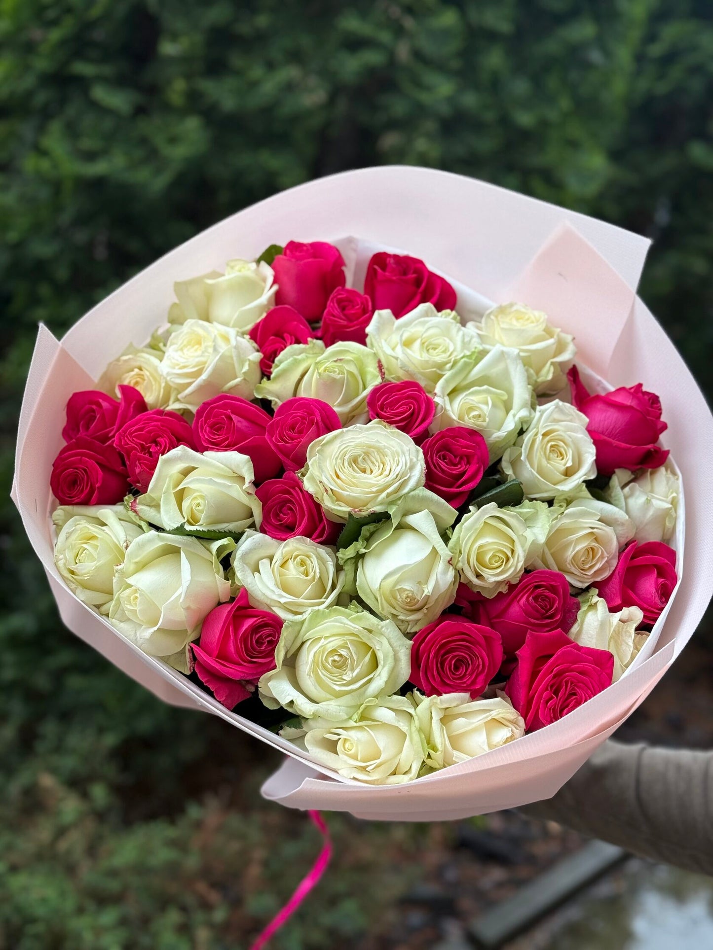 39 Roses Varieties Avalanche and Cherry