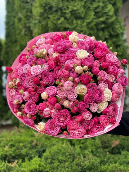 101 Peony Roses Variety Majestic, Bombastic and Lavender