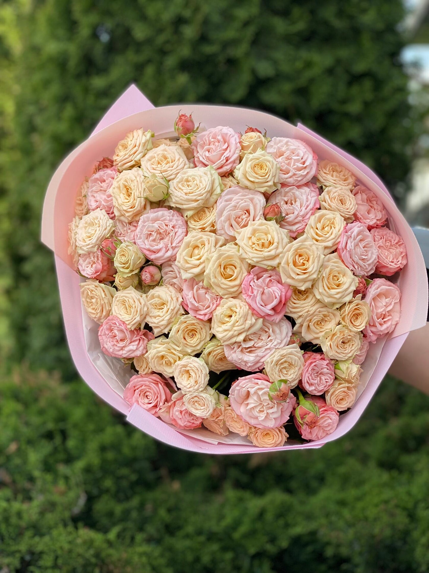 39 Roses Varieties Tanja and Bombastic