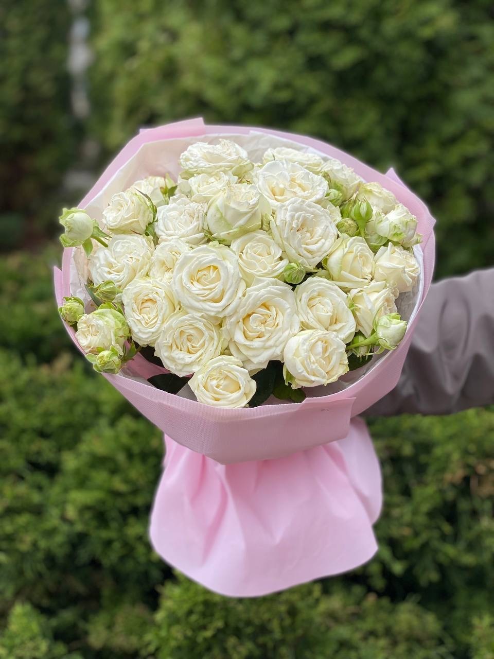19 Spray Peony Roses Variety Miss Bombastic
