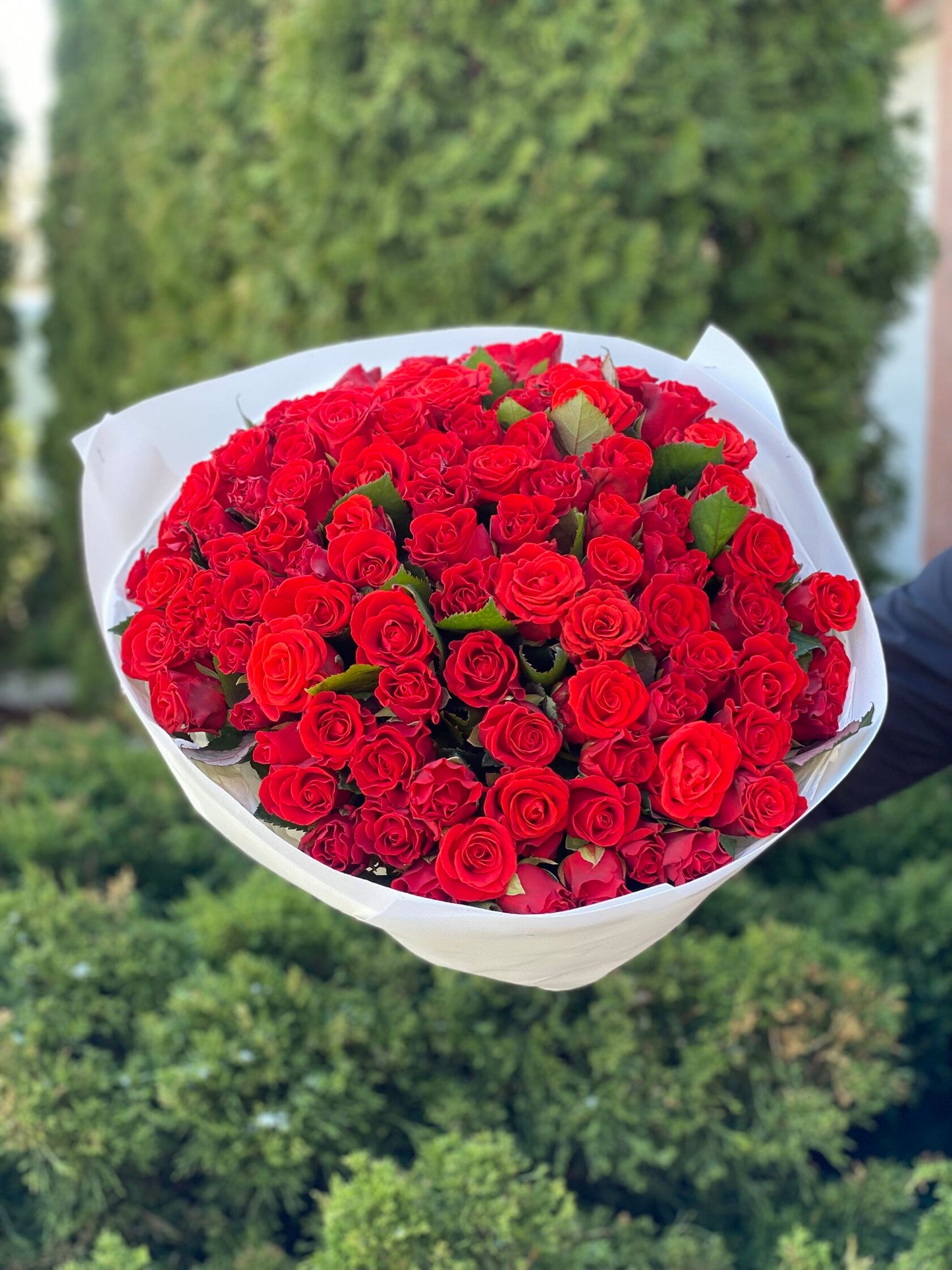 101 Roses Variety El Toro