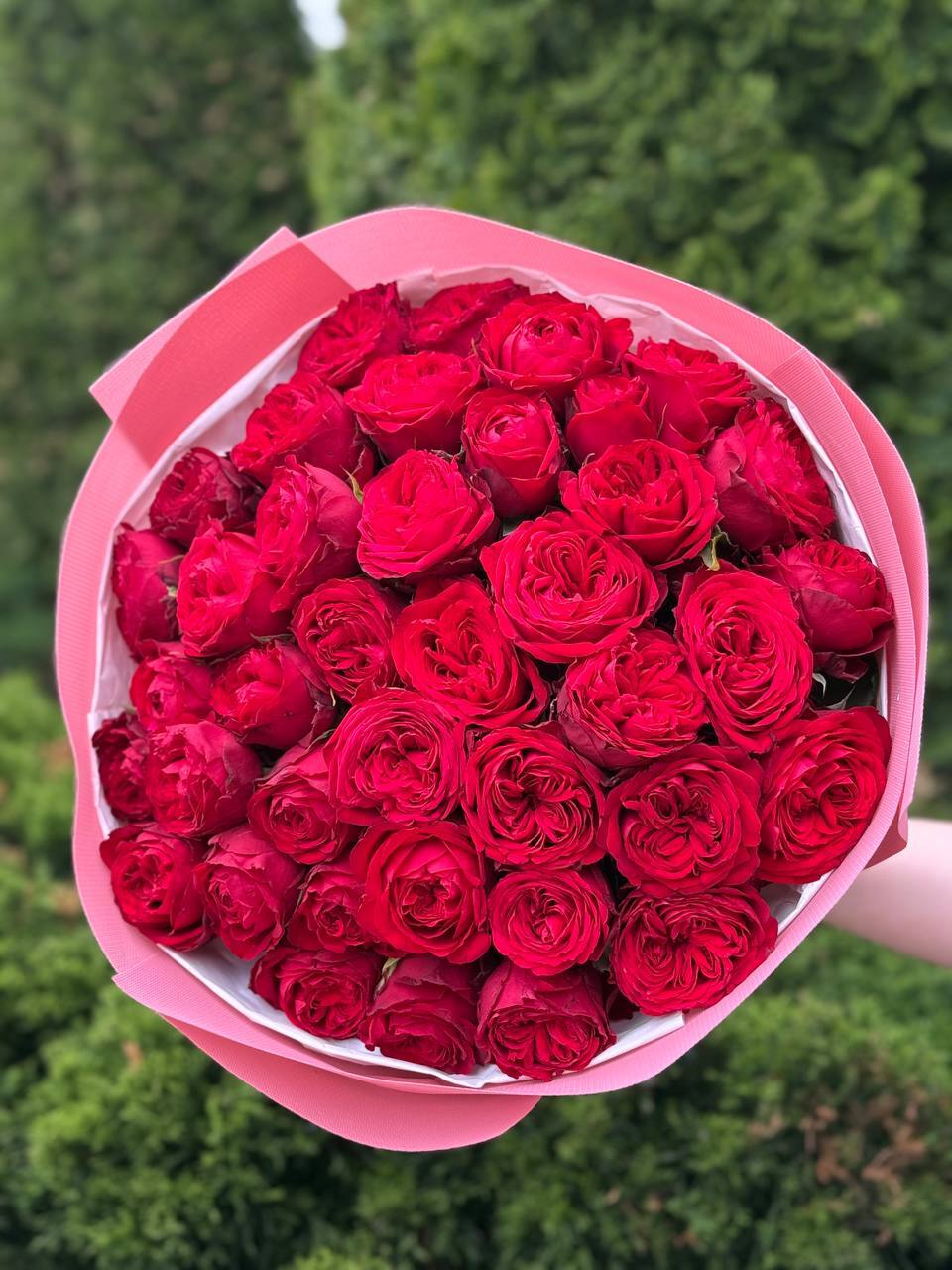 39 Peony Roses Red Variety Country Spirit
