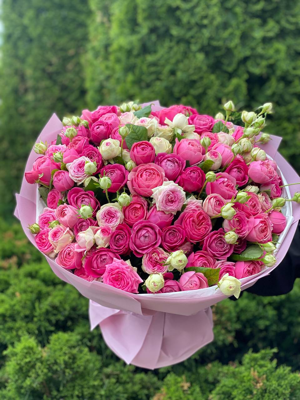 101 Peony Roses (Variety Light, Gelato, Majestic)

