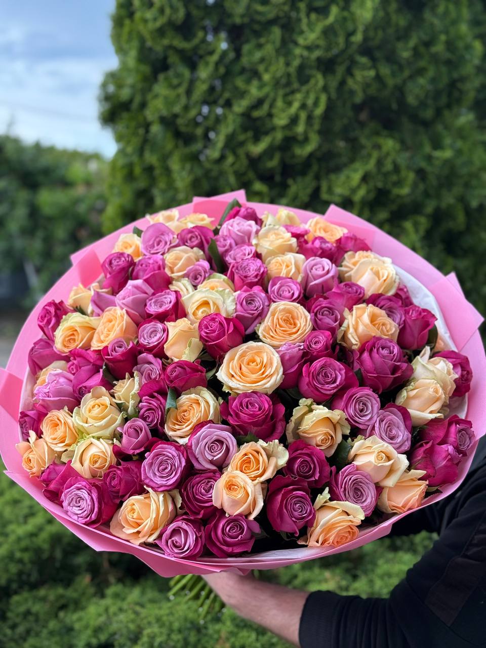 101 Roses of Prince of Persia and Peach Avalanche Varieties