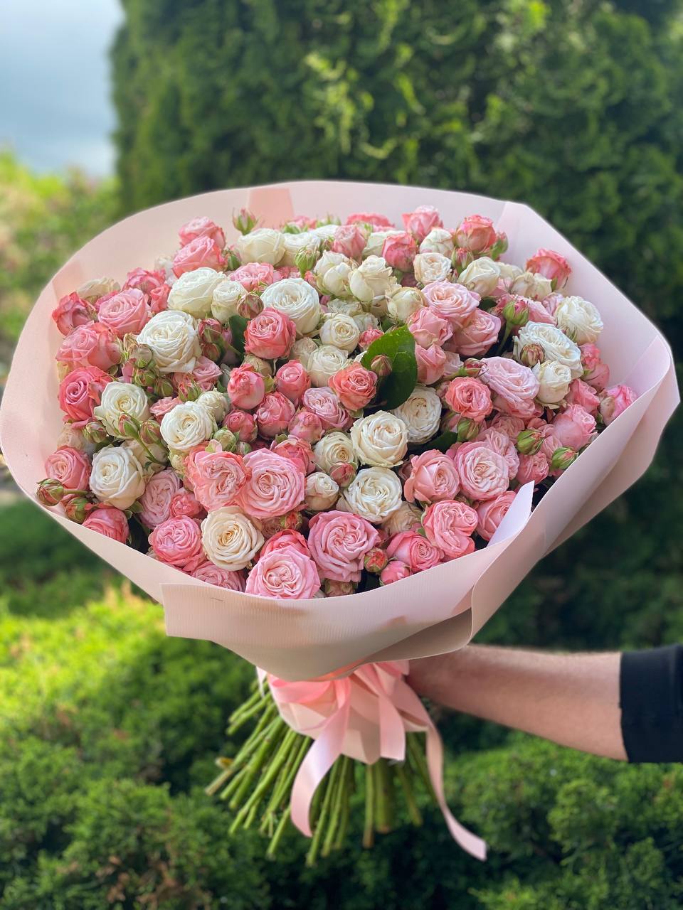 101 Peony-Shaped Roses (Miss Bombastic, Bombastic Varieties)