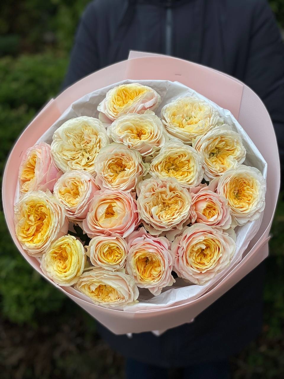 19 Roses Variety Cream Fragrance Peony Roses