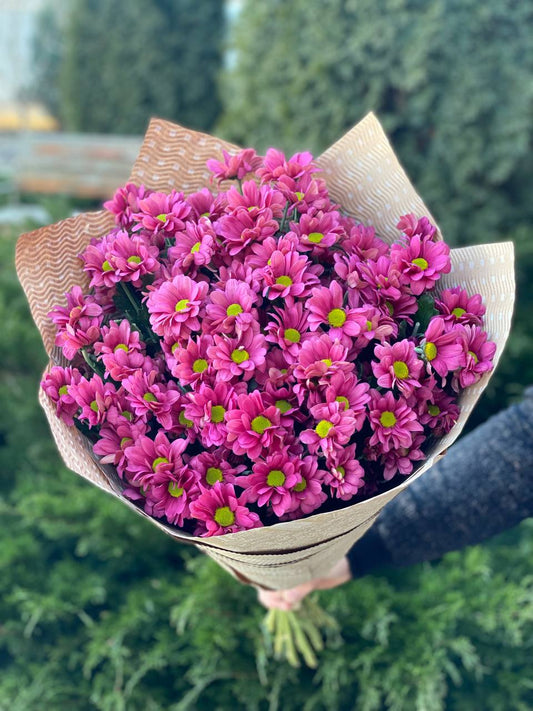 15 daisy-like chrysanthemums (color Purple)