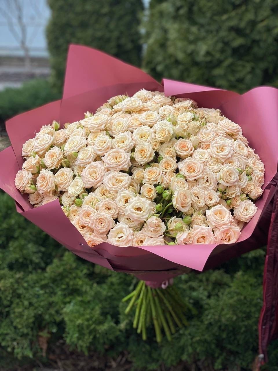 101 Spray Roses (Variety Tanja)