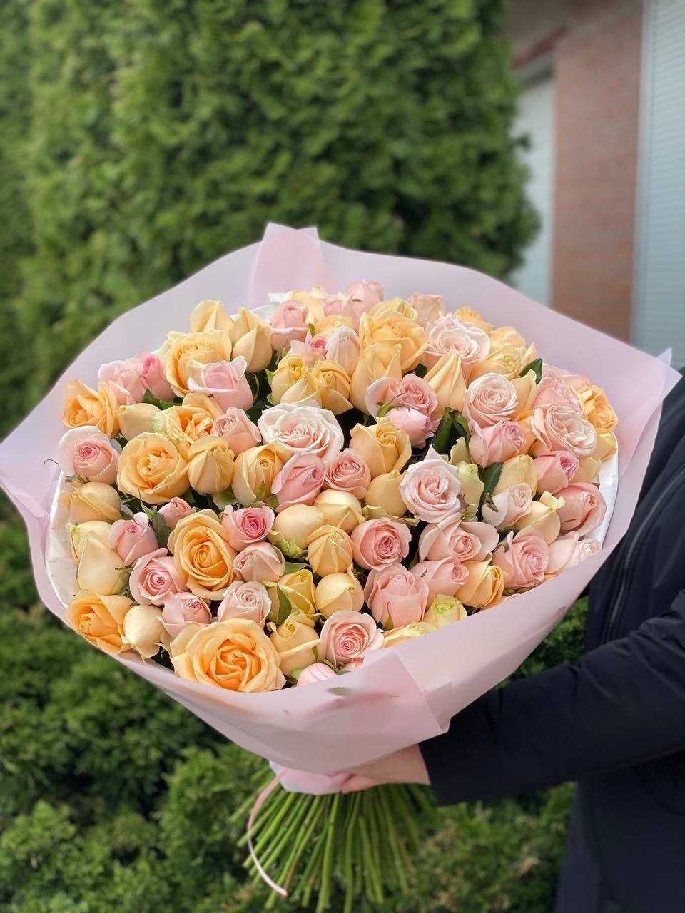 101 Roses of Peach Avalanche and Kimberley Varieties