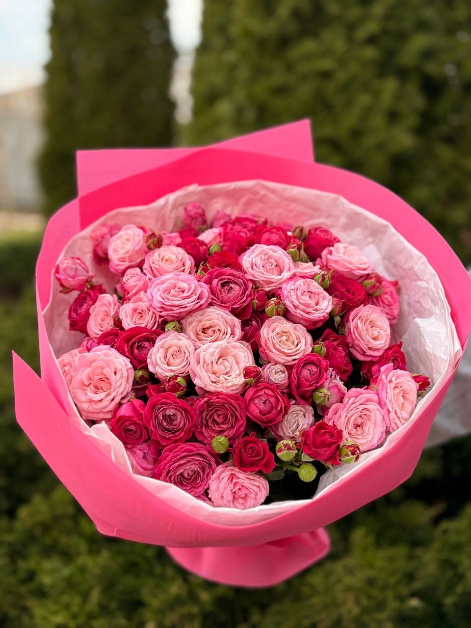 39 Roses Varieties Lady Bombastic and Majestic